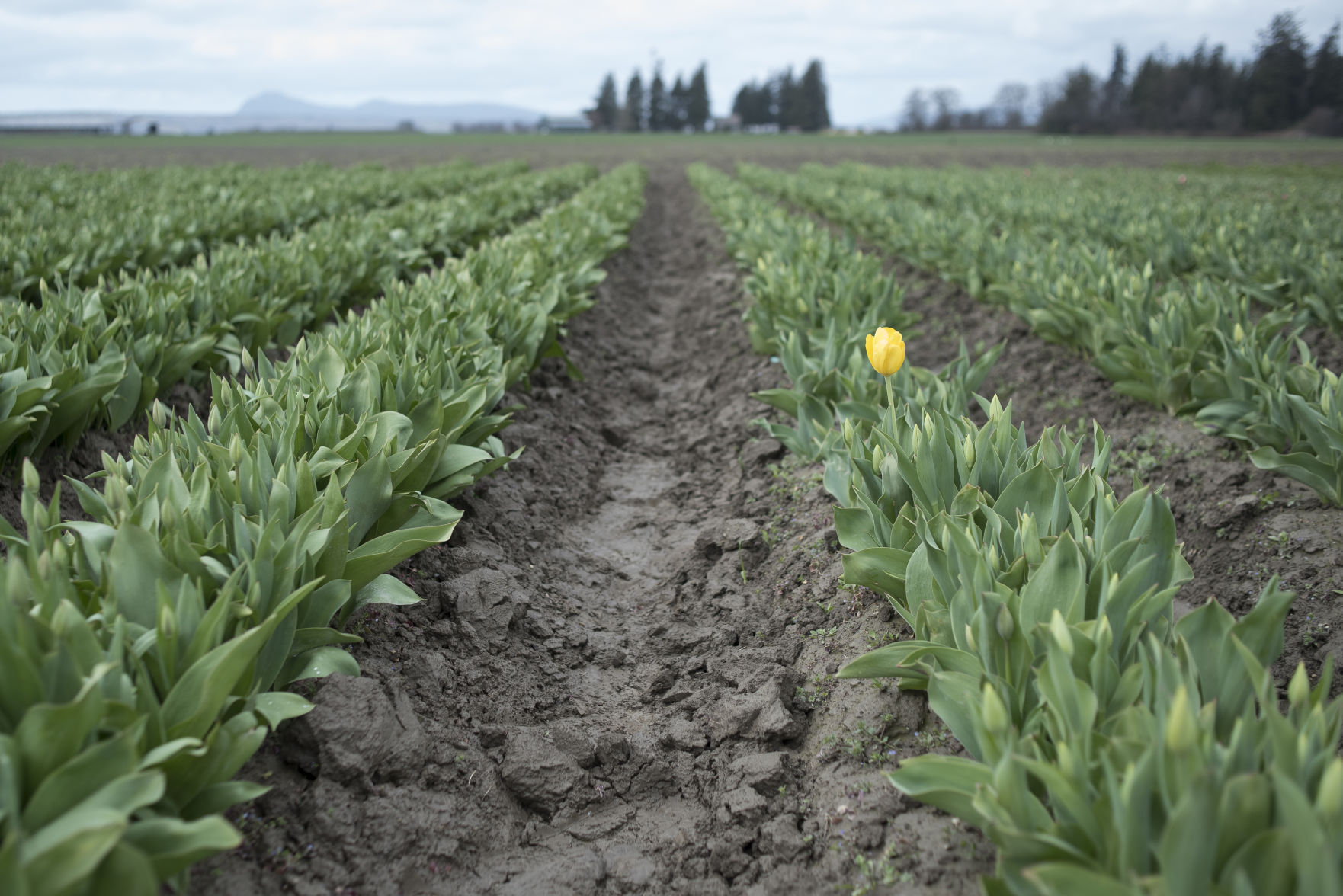 Tulip Growers see Spring 07